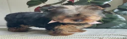 Yorkshire Terrier dogs for sale: Felicity - Ad 18