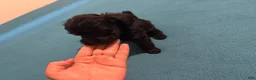 Mixed Breed dogs for sale: 2 Mixed Breed famale dark brown  - Ad 13