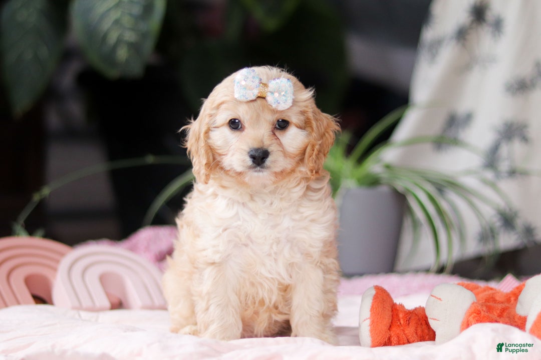 Cavapoo dogs for sale: Vivian - Ad 1