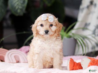 Cavapoo dogs Vivian - Ad 15