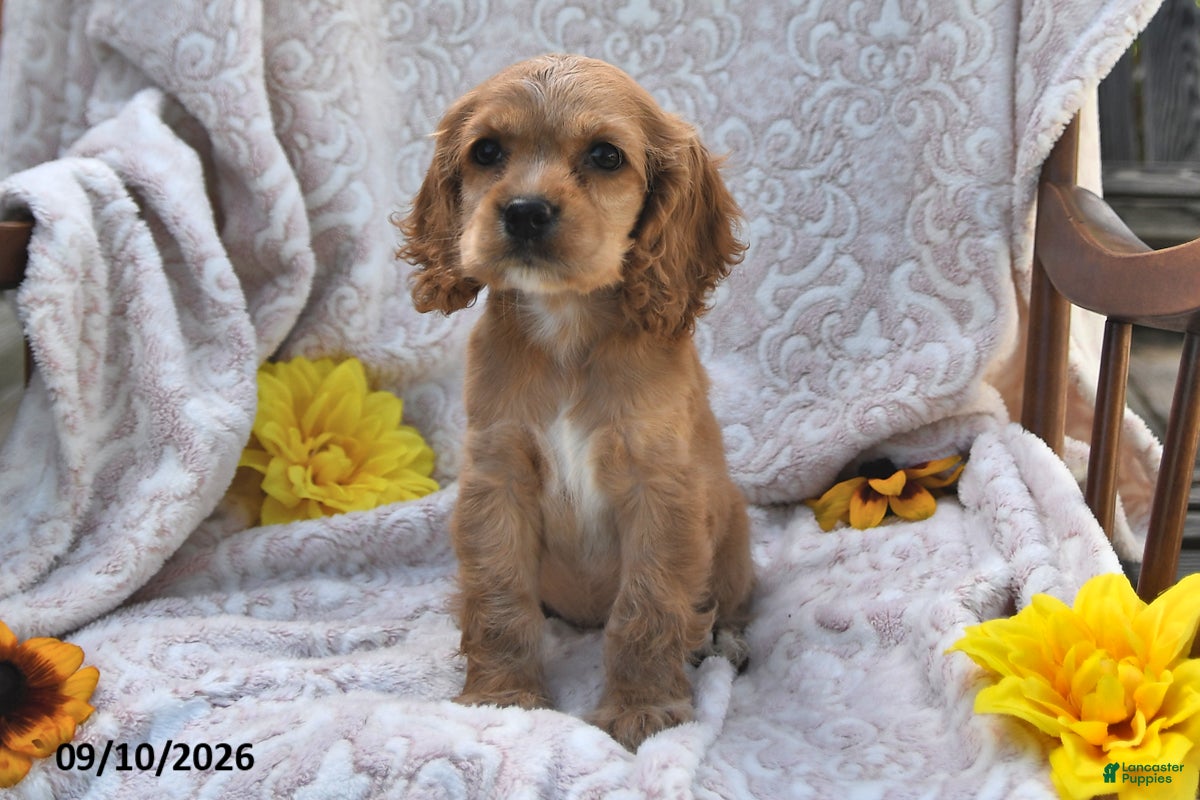 English Cocker Spaniel dogs Roselyn Mari - Ad 2