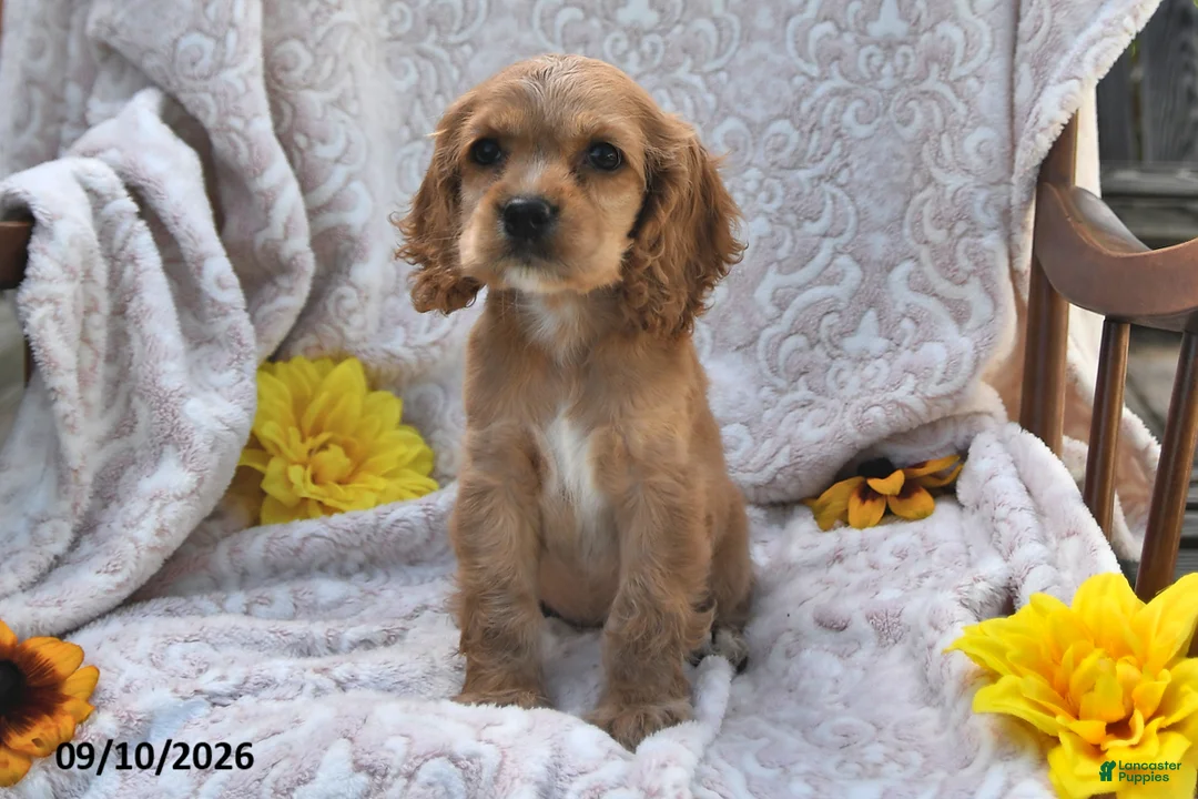 English Cocker Spaniel dogs for sale: Roselyn Mari - Ad 2