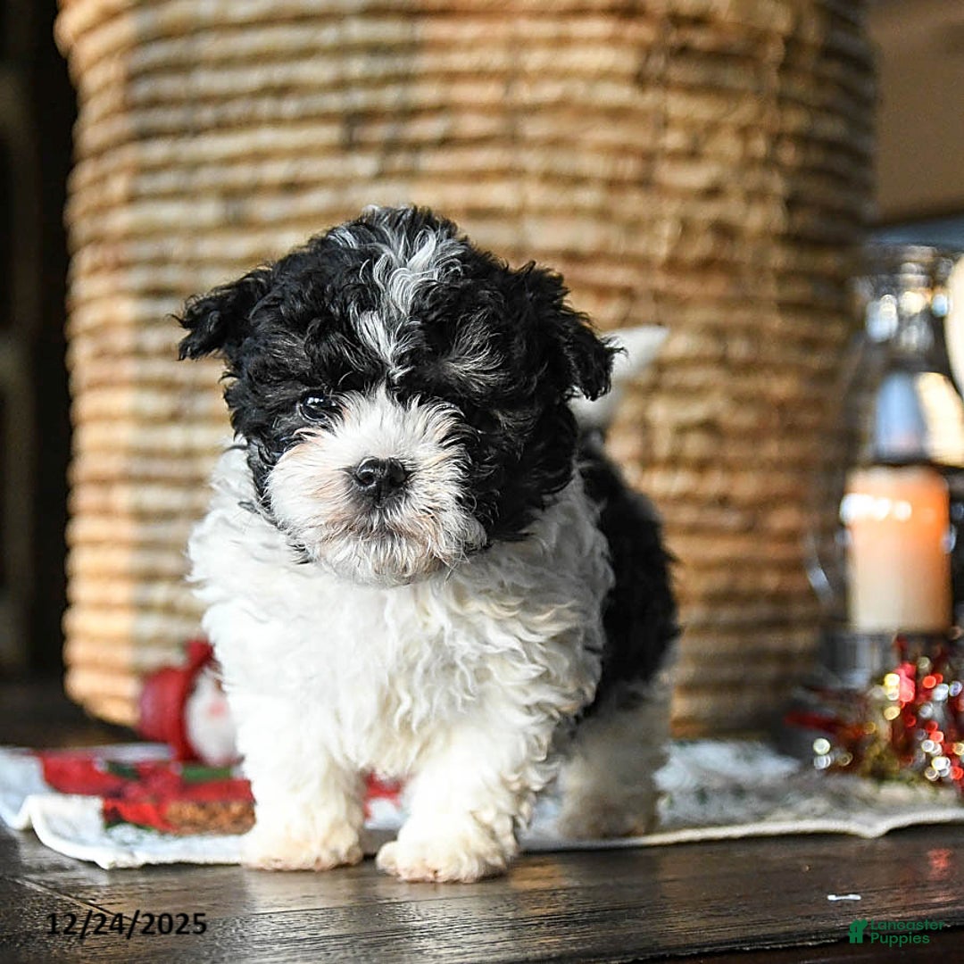 Shihpoo dogs for sale: Grover - Ad 1