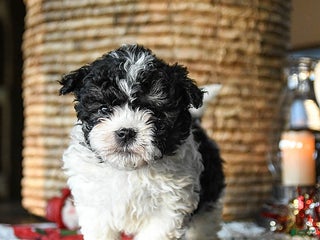 Shihpoo dogs Grover - Ad 42
