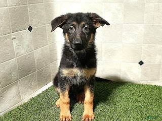 German Shepherd dogs - Ad 26