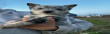 Kayce
