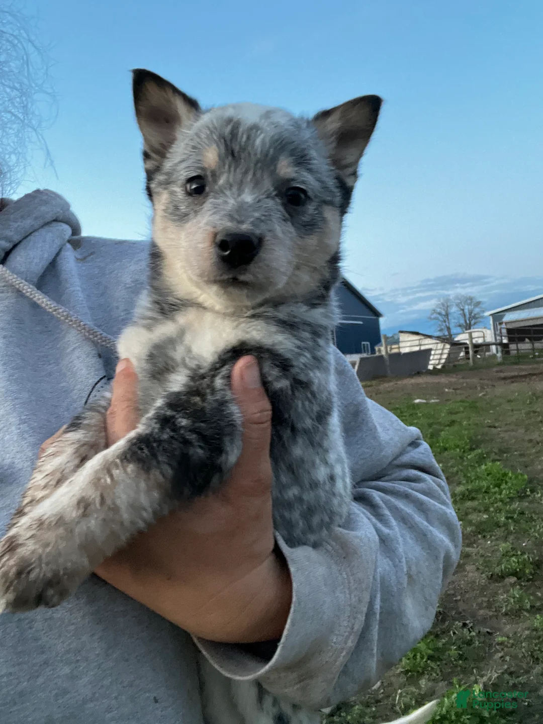 Australian Cattle Dog dogs for sale: Kayce - Ad 1