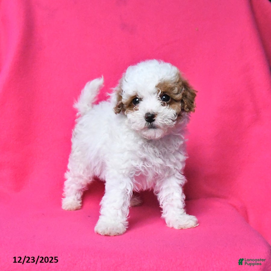 Toy Poodle dogs Rusty - Ad 11
