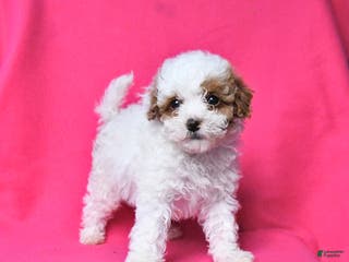Toy Poodle dogs Rusty - Ad 5