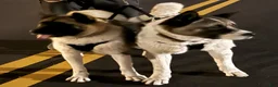 Akita dogs for sale: Stitch - Ad 4