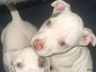 American Bully dogs American Bully Puppy 1 - Ad 19