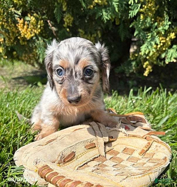 Miniature Dachshund dogs Sawyer - Ad 1