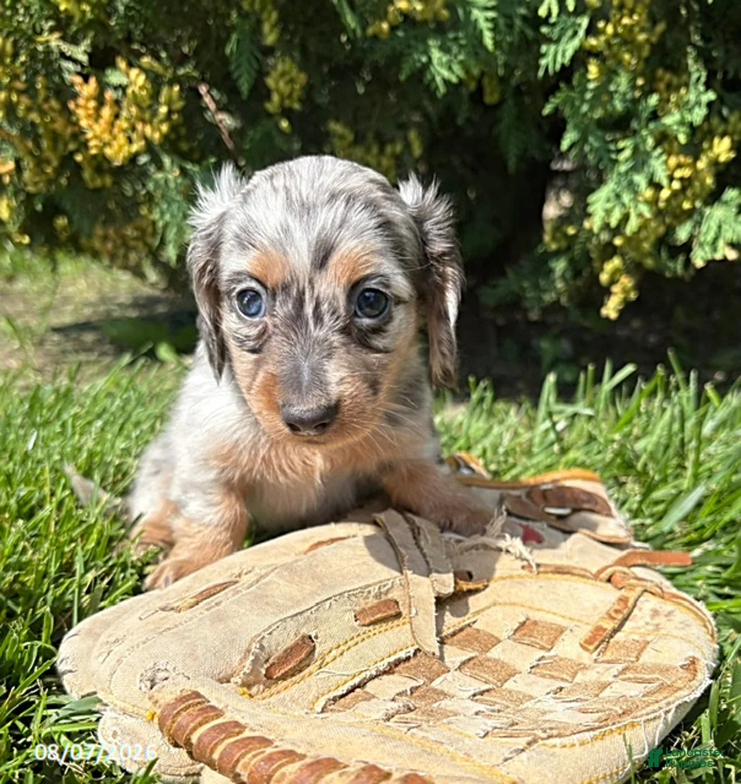 Miniature Dachshund dogs for sale: Sawyer - Ad 1