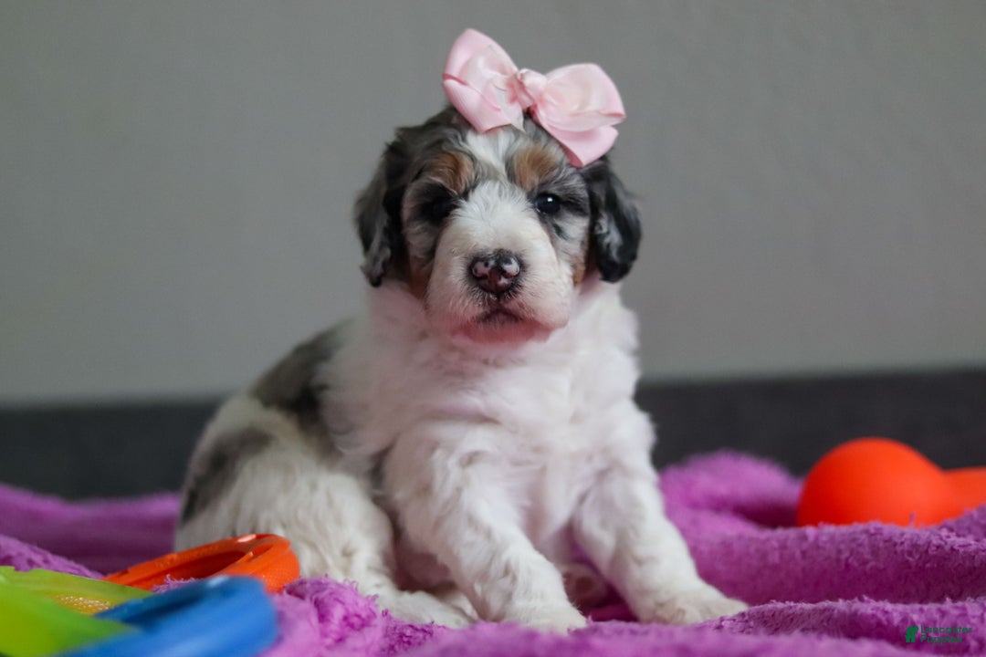 Mini Bernedoodle dogs for sale: Jasmine - Ad 3