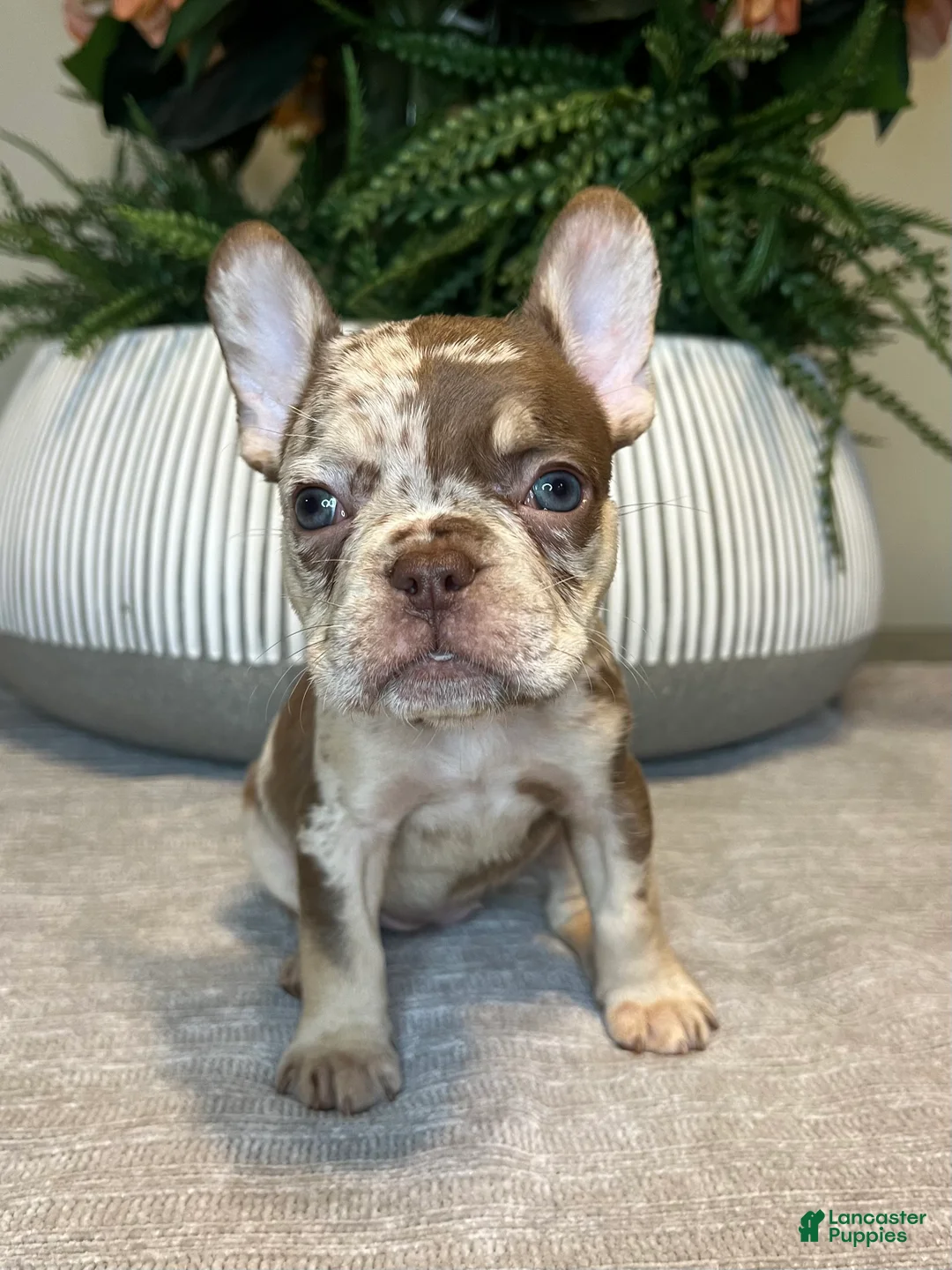 French Bulldog dogs for sale: Maple - Ad 6