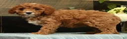 Cavapoo dogs for sale: Fern - Ad 3