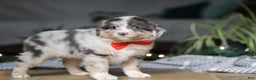 Miniature Australian Shepherd dogs for sale: Lilly - Ad 5