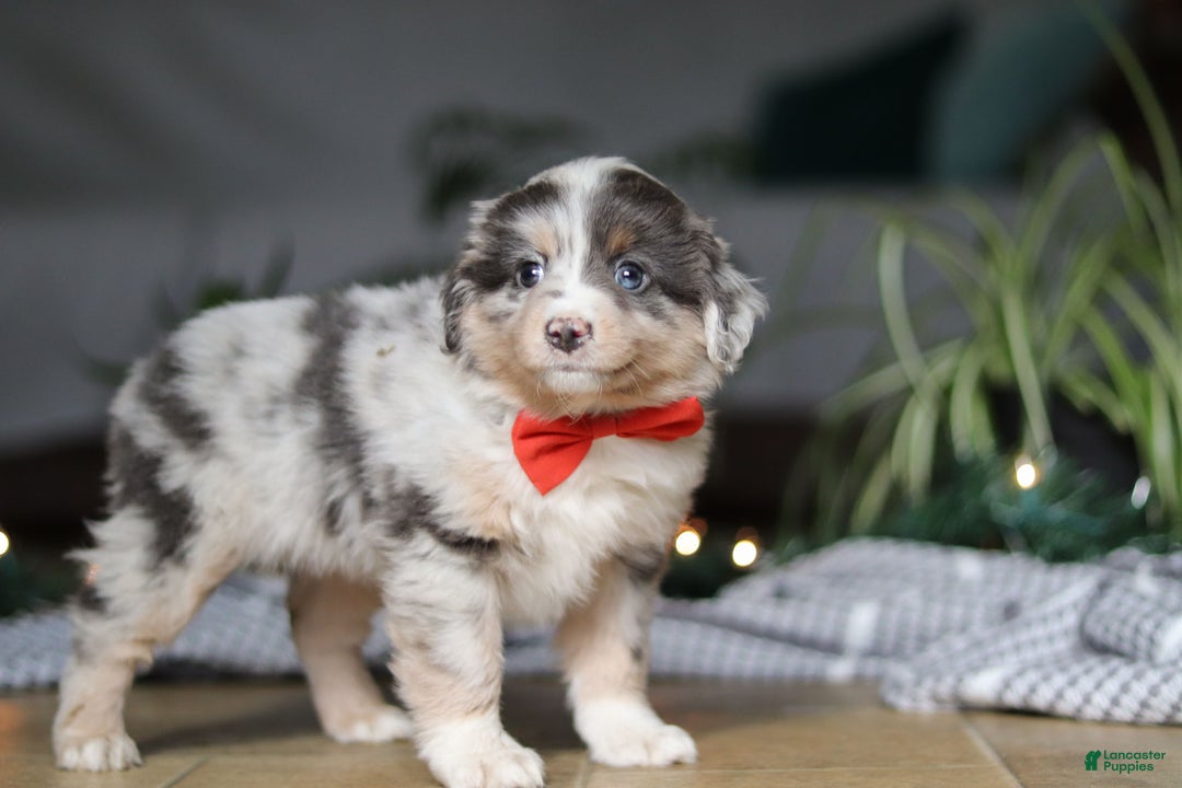 Miniature Australian Shepherd dogs for sale: Lilly - Ad 5