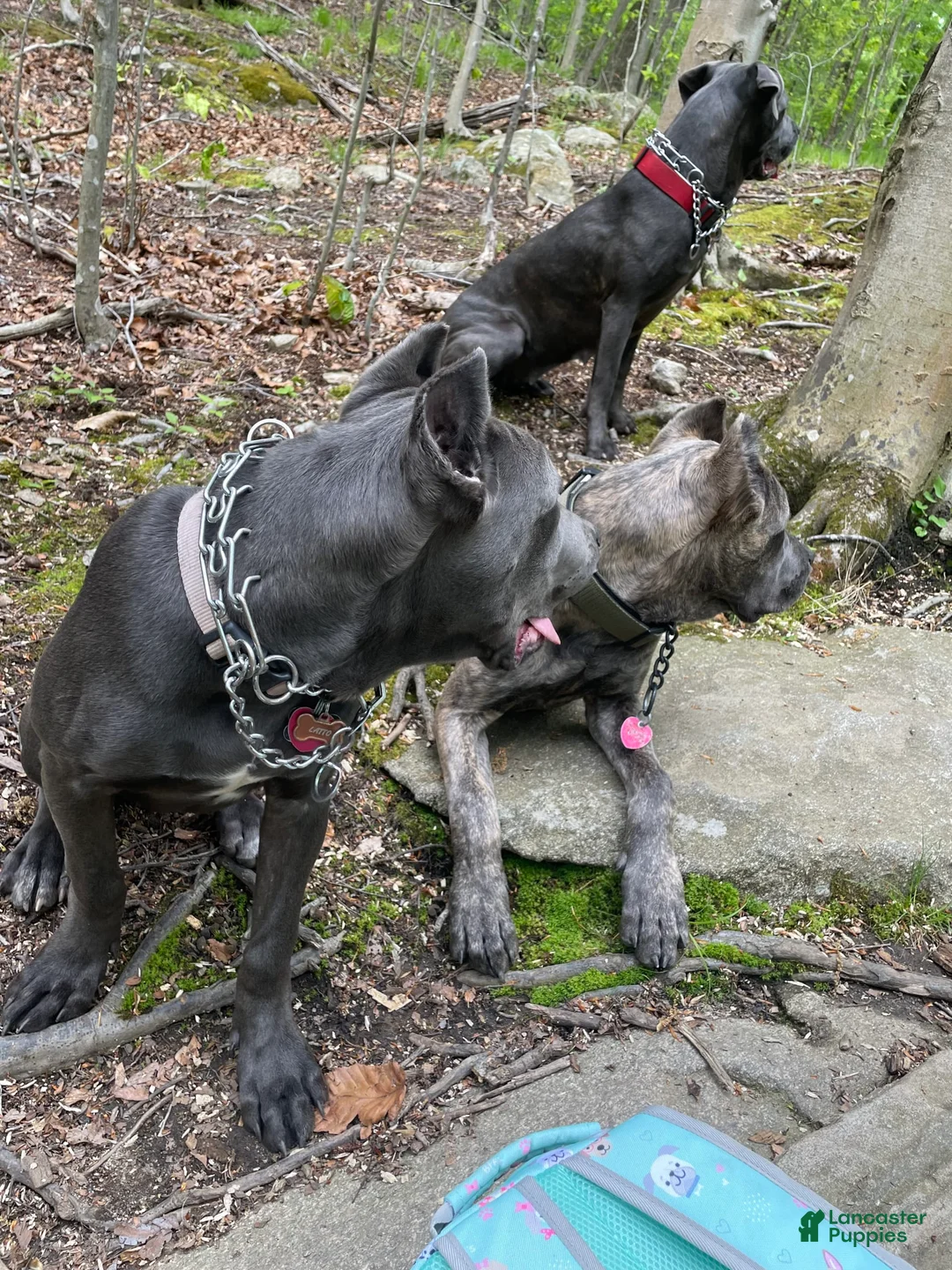 Gallery Image {{count}}