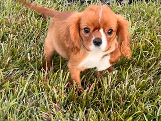 Cavalier King Charles Spaniel dogs - Ad 16