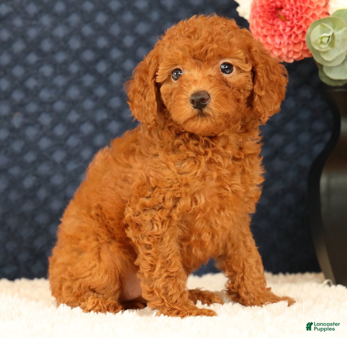 Havapoo dogs Debbie - Ad 2