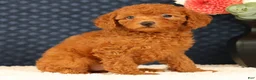 Havapoo dogs for sale: Debbie - Ad 2