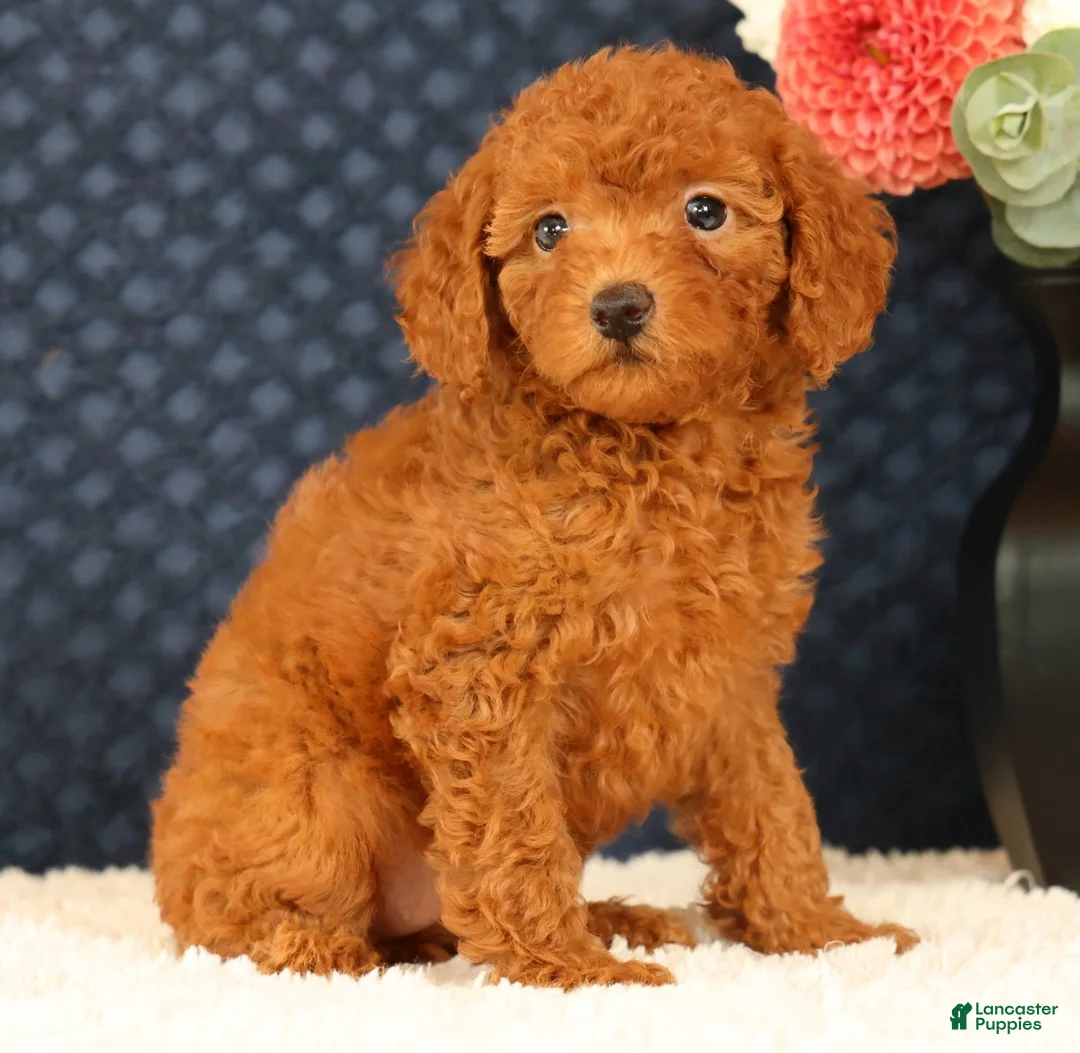 Havapoo dogs for sale: Debbie - Ad 2