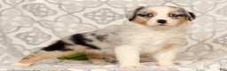 Miniature Australian Shepherd dogs for sale: Tulip - Ad 3
