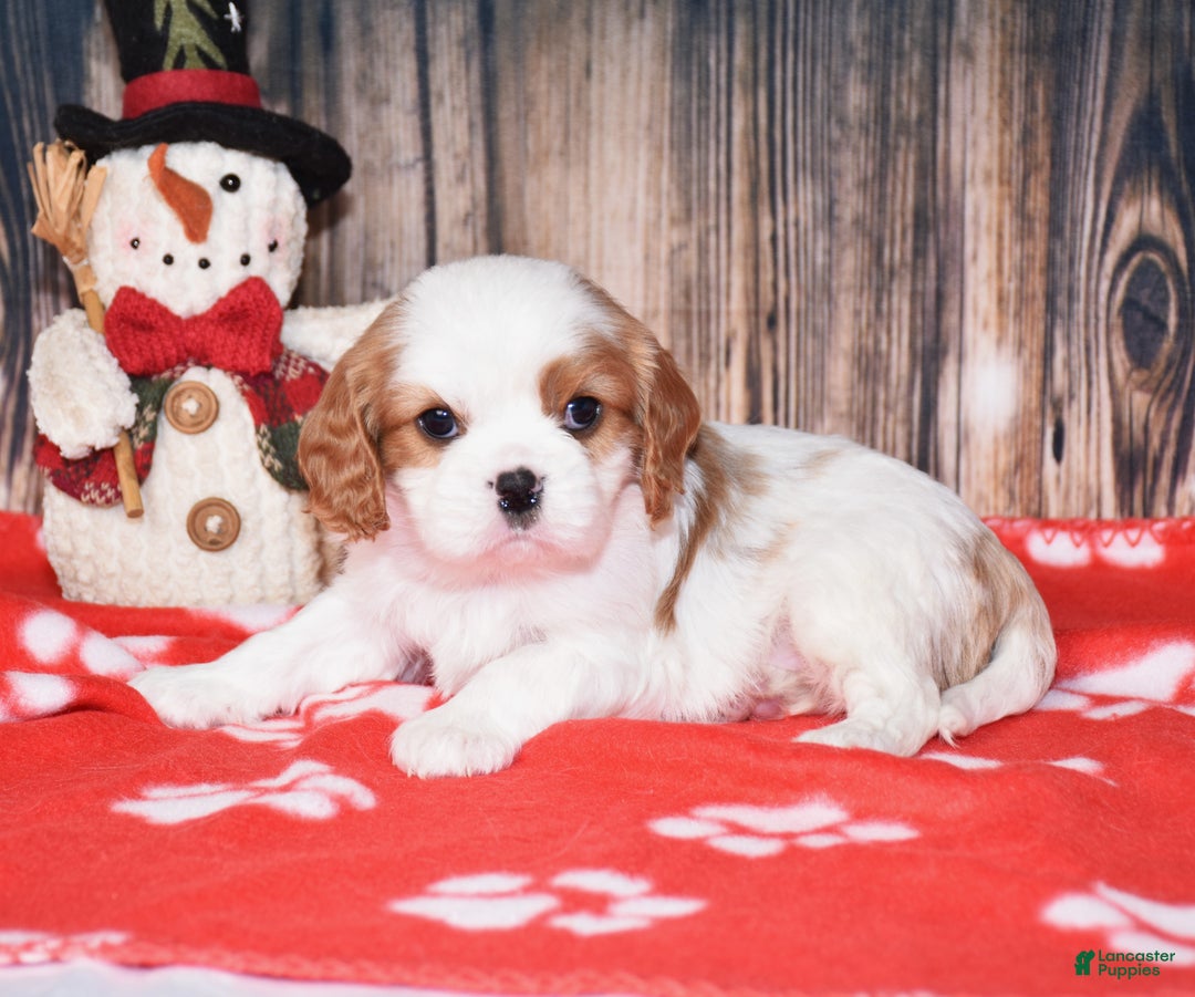 Cavalier King Charles Spaniel dogs for sale: Beckett - Ad 2