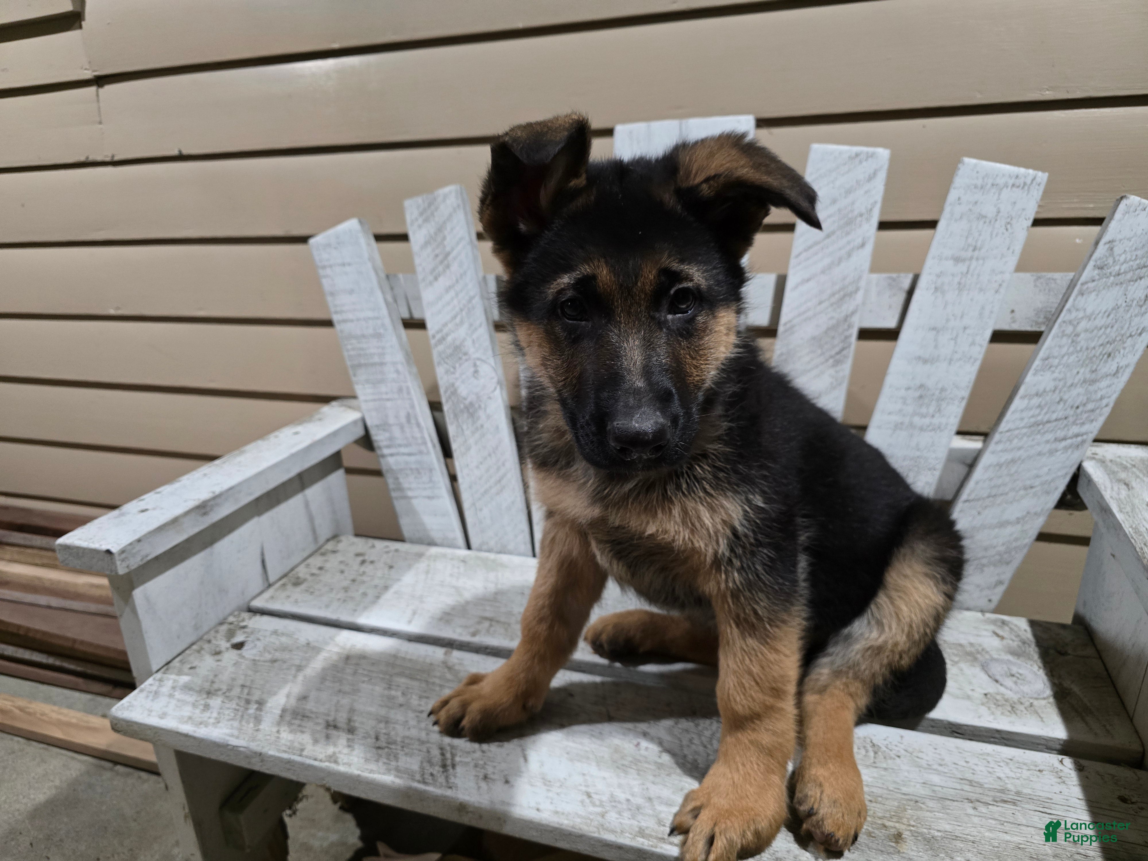 German Shepherd dogs Hunter - Ad 1