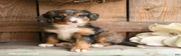 Mini Bernedoodle dogs for sale: Layla - Ad 1