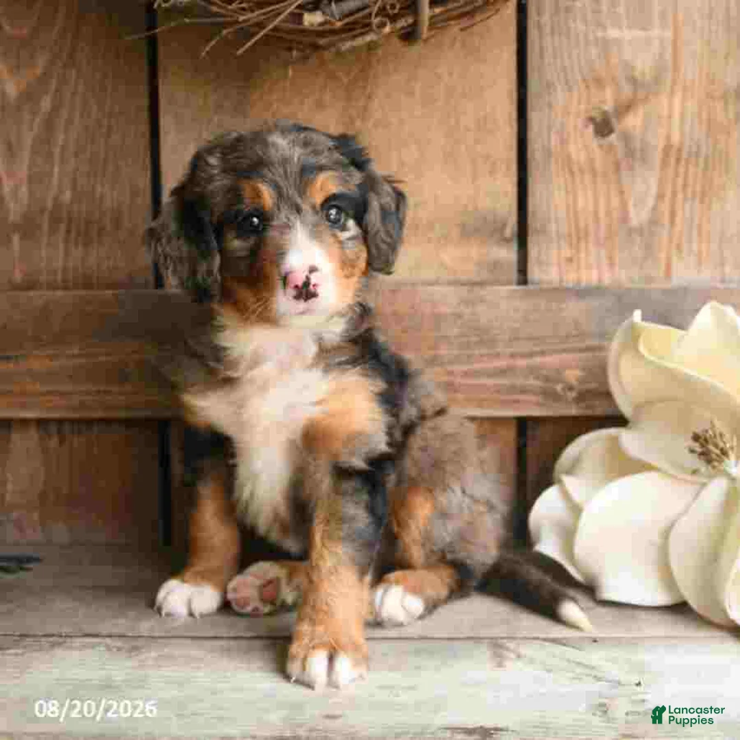Mini Bernedoodle dogs for sale: Layla - Ad 1
