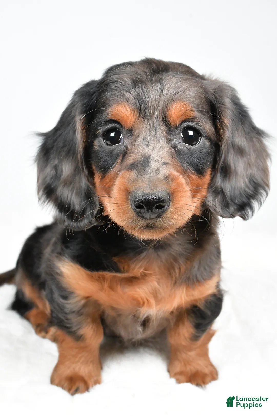 Dachshund dogs for sale: Cassandra - Ad 5