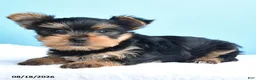 Yorkshire Terrier dogs for sale: Eli  - Ad 3