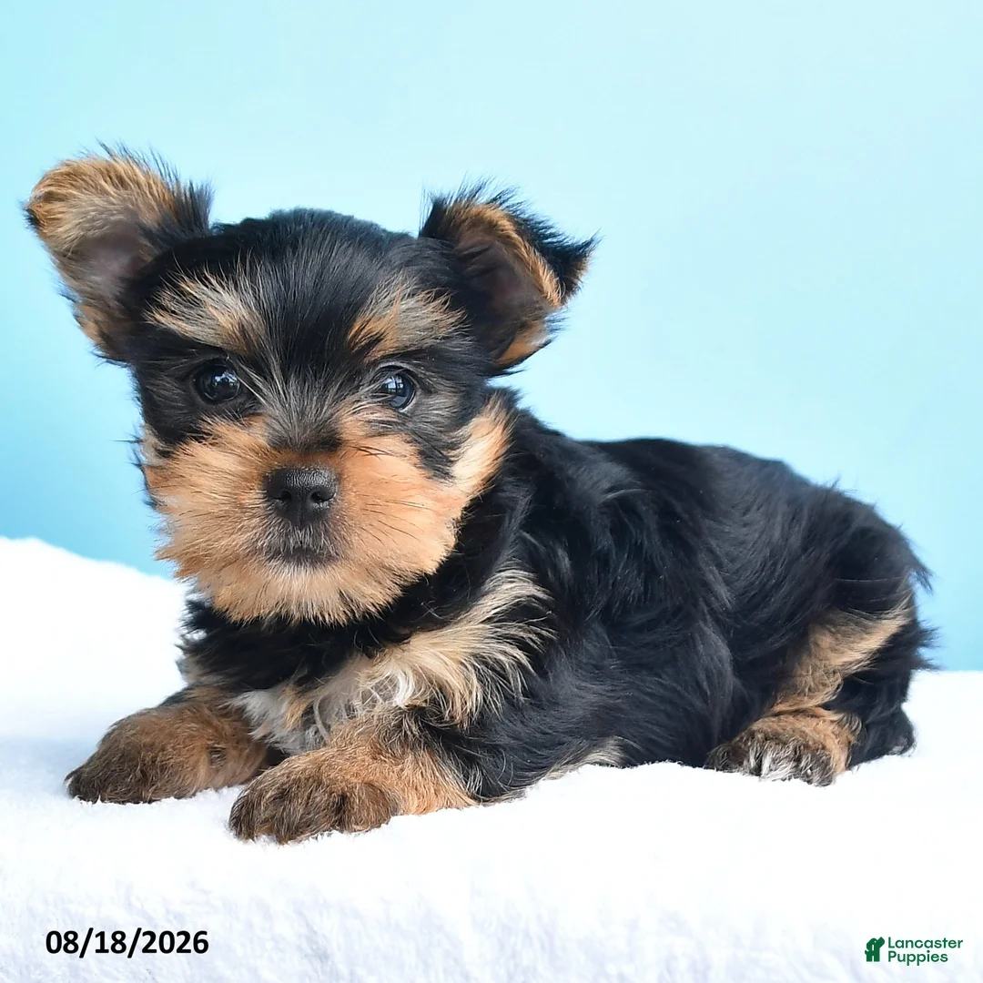 Yorkshire Terrier dogs for sale: Eli  - Ad 3