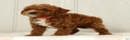 Cavapoo dogs for sale: Lexie - Ad 6