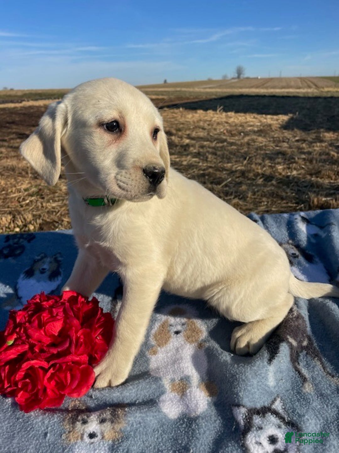 Labrador Retriever dogs for sale: Lily - Ad 2