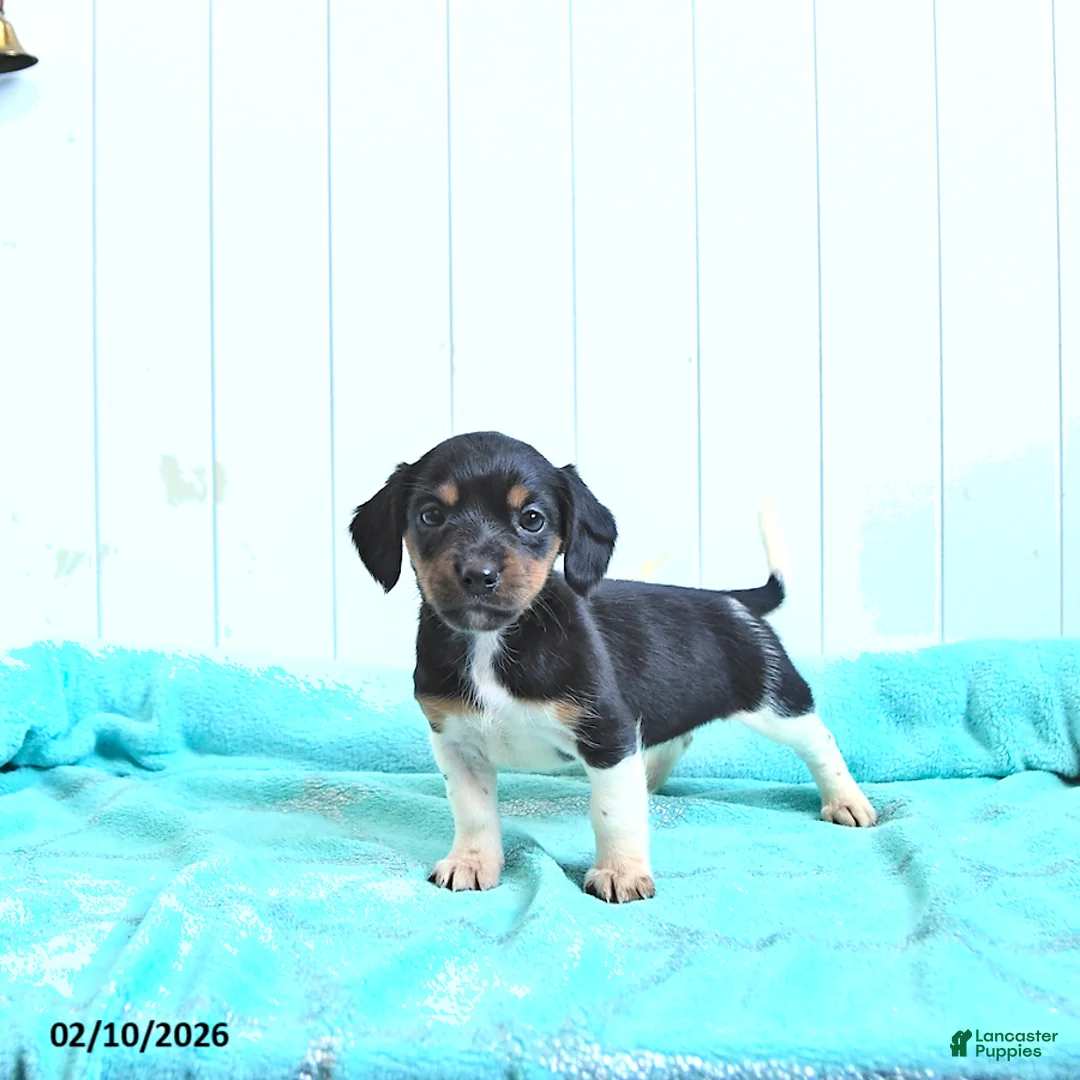Mixed Breed dogs for sale: Twila - Ad 2