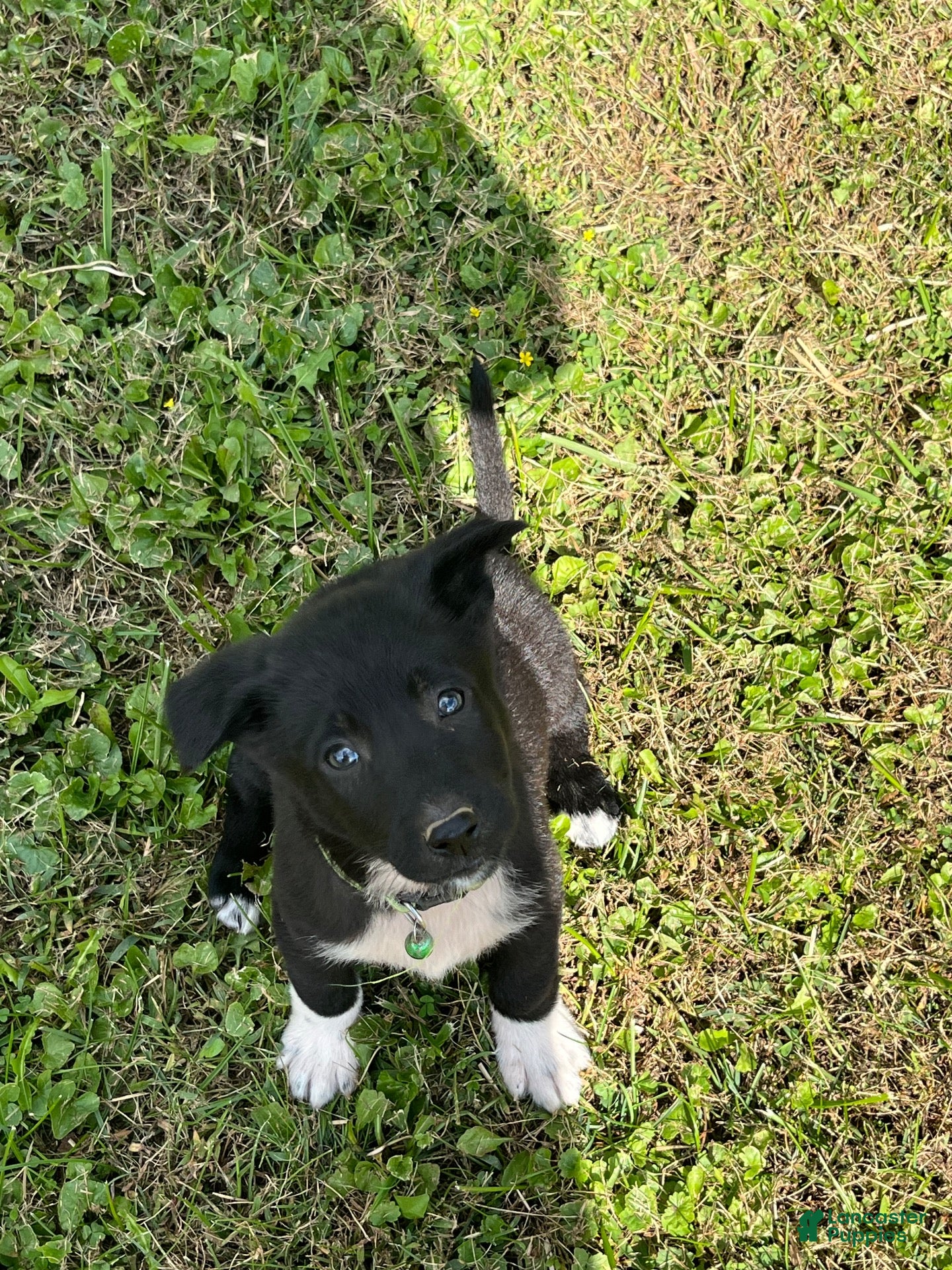Mixed Breed dogs for sale: Mixed Breed 6 - Ad 2