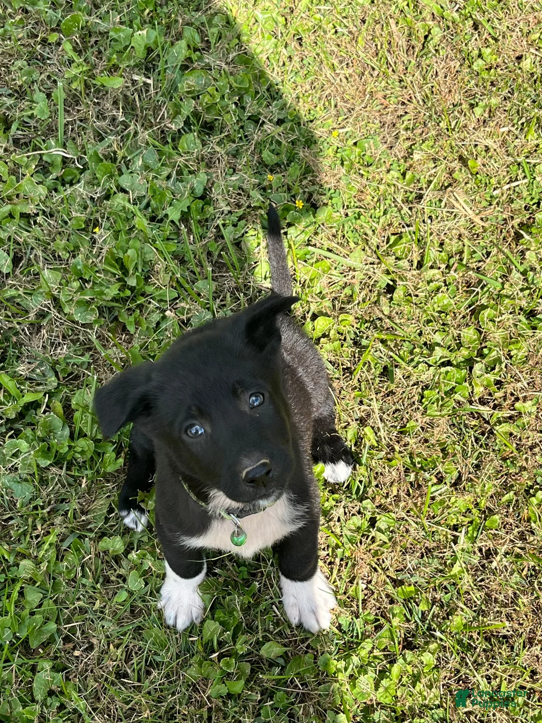 Mixed Breed dogs for sale: Mixed Breed 6 - Ad 1