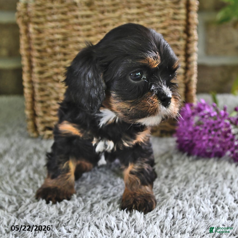 Cavachon dogs Bitty - Ad 2