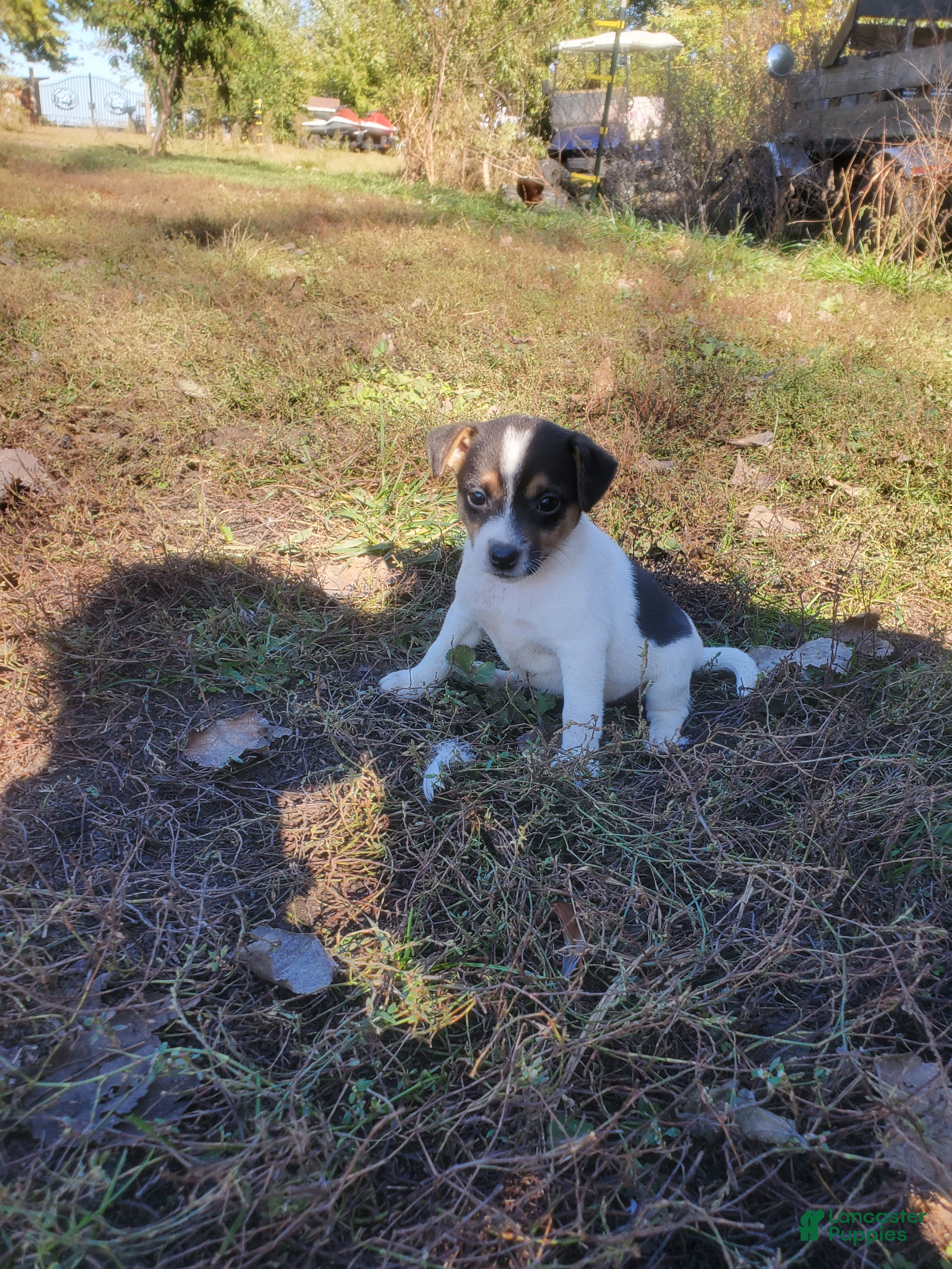 Jack Russell Terrier dogs for sale: Jack Russell Terrier 1 - Ad 34