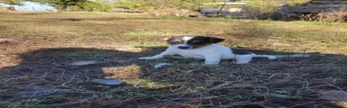 Jack Russell Terrier 1