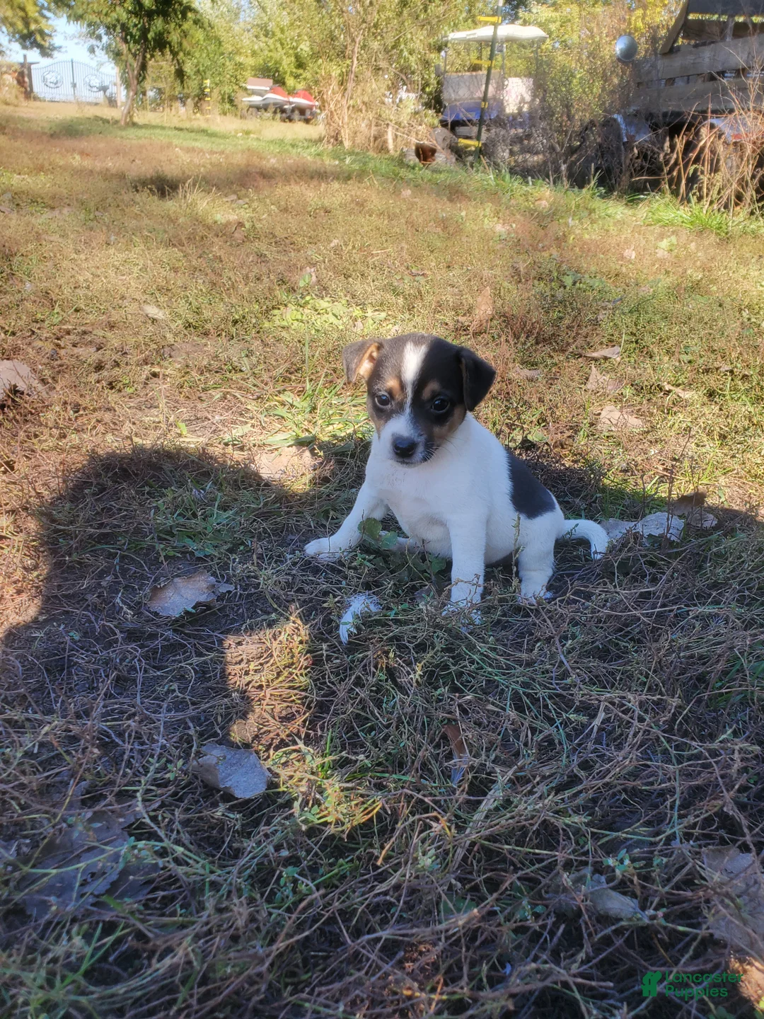 Jack Russell Terrier dogs for sale: Jack Russell Terrier 1 - Ad 1