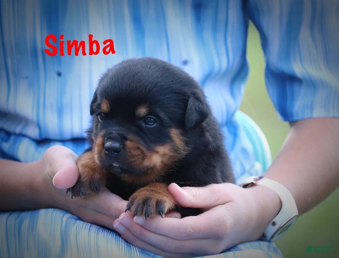 Rottweiler dogs for sale: Simba - Ad 8