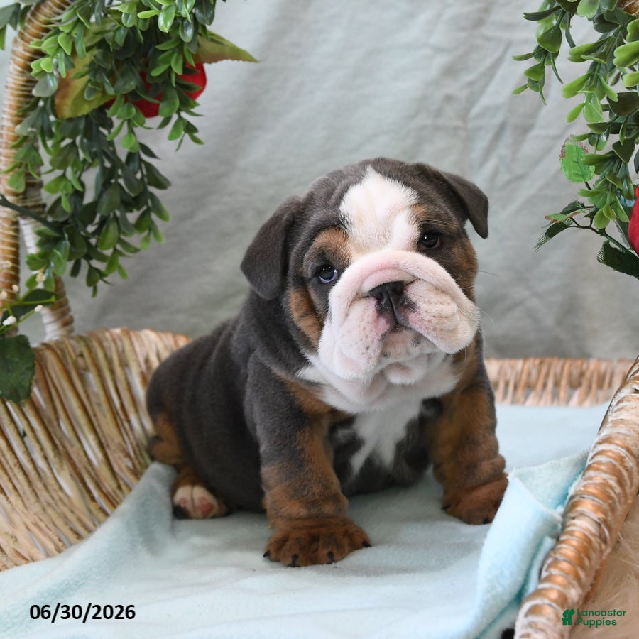 English Bulldog dogs Buddy - Ad 2