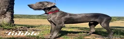 Great Dane dogs for sale: Great Dane Puppy 4 - Ad 1