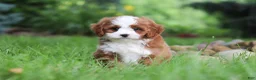 Cavapoo dogs for sale: Maverick - Ad 9