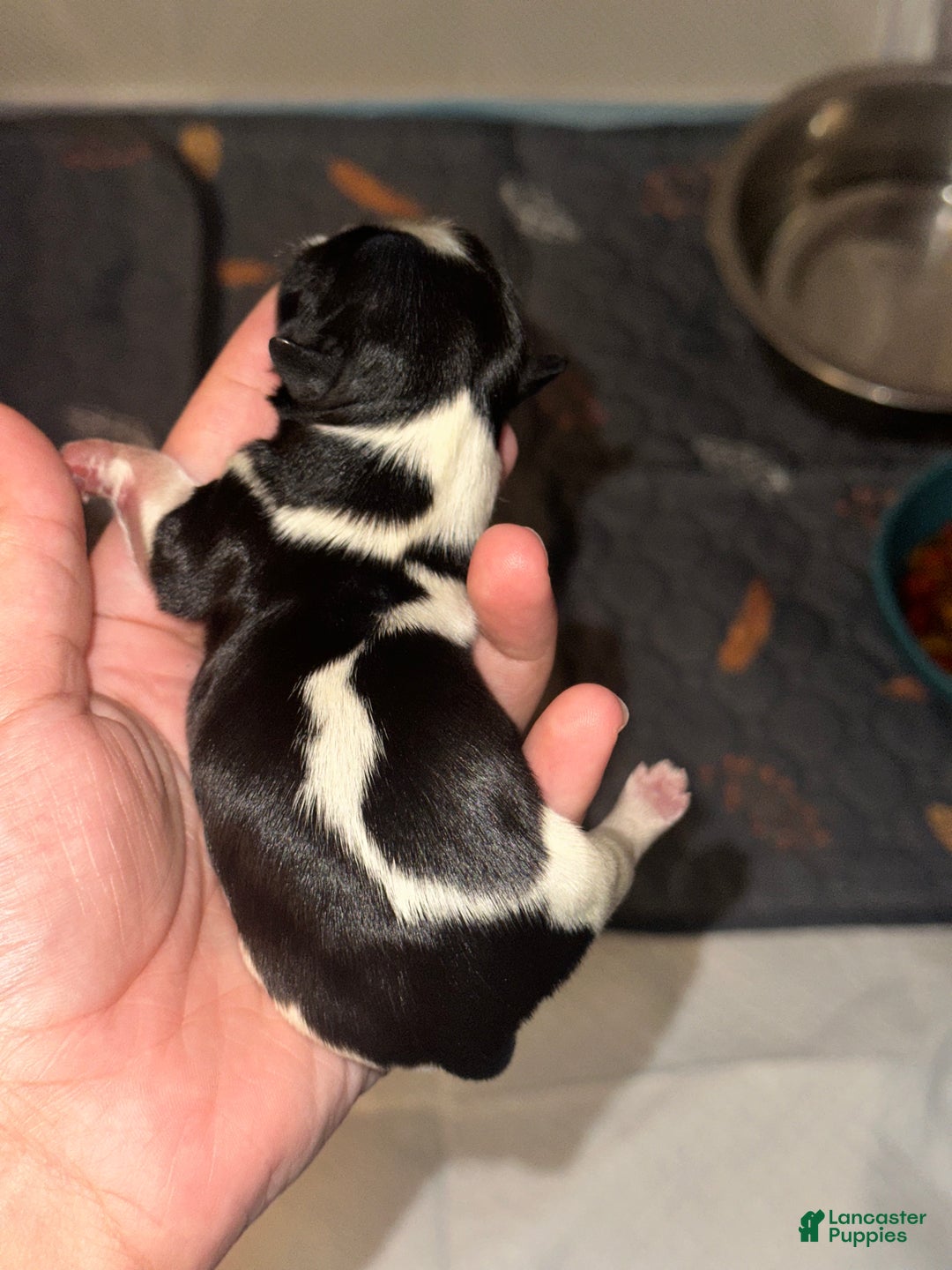 Shih Tzu dogs for sale: Shih Tzu Puppy 2 - Ad 2