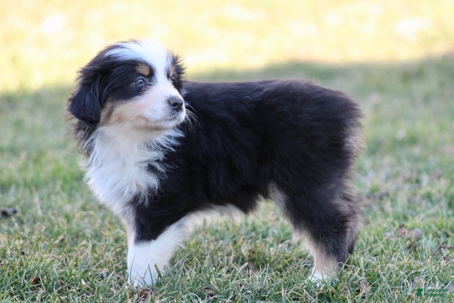 Australian Shepherd dogs Rosie - Ad 1